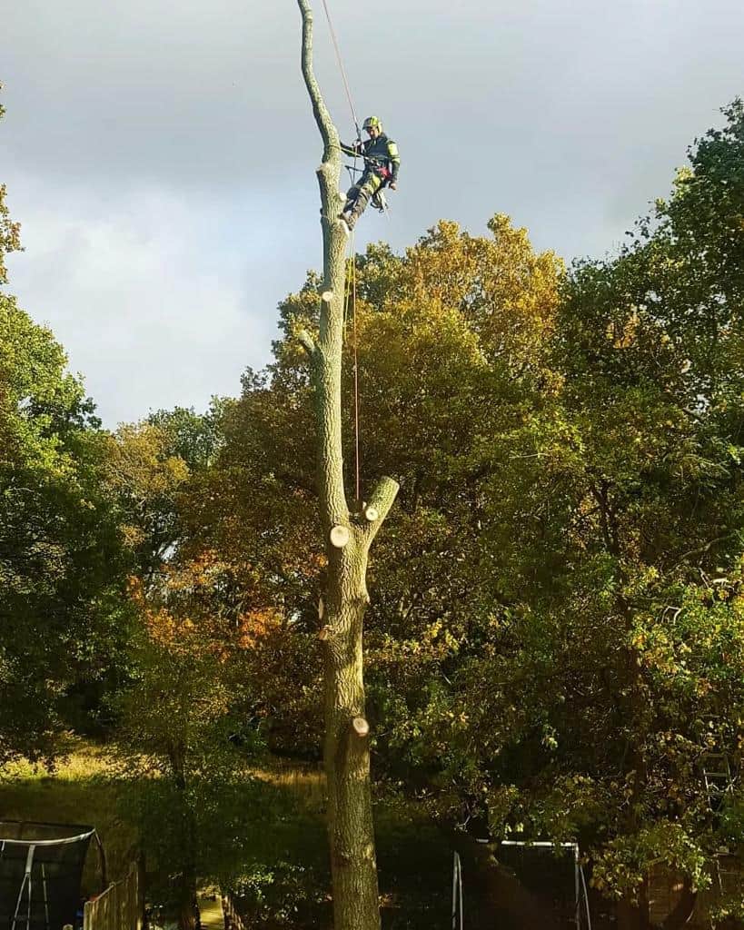 This is a photo of an operative from LM Tree Surgery Petersfield felling a tree. He is at the top of the tree with climbing gear attached about to remove the top section of the tree.