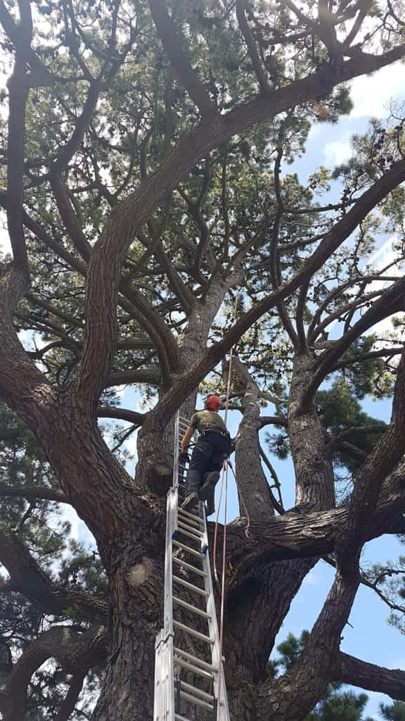 This is a photo of a very large tree with a ladder resting on it and an operative from LM Tree Surgery Petersfield climbing up it to carry out tree surgery