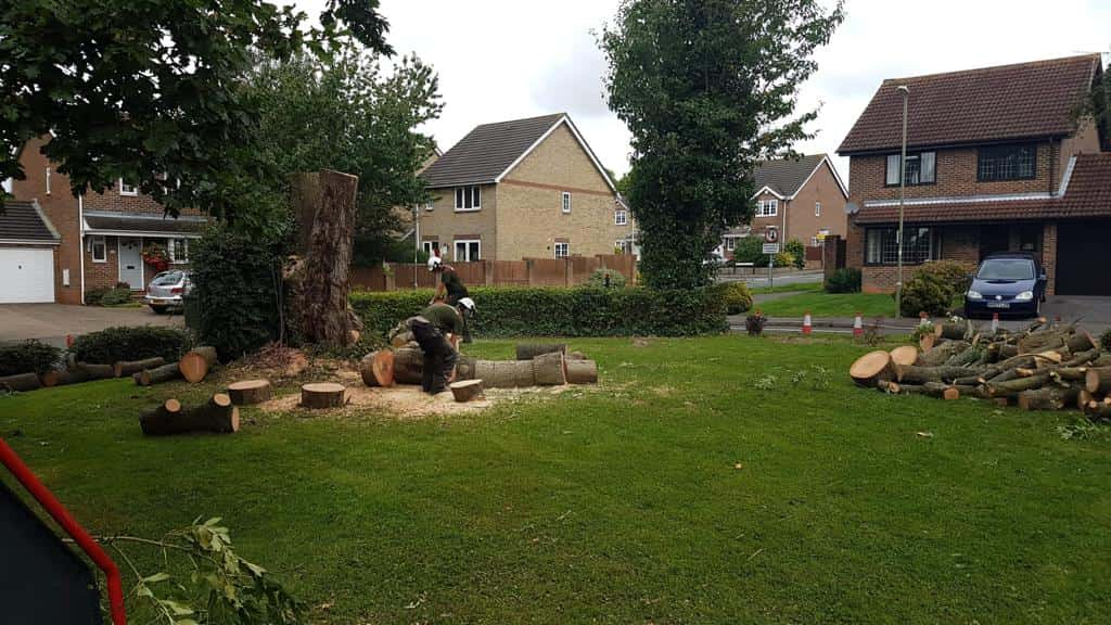 This is a photo of a tree that has been cut into sections on a communal area, and is now being removed from site. Works undertaken by LM Tree Surgery Petersfield