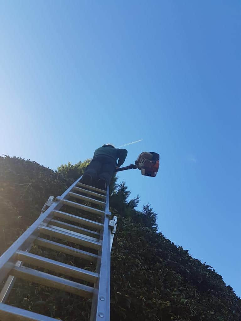 This is a photo of an operative from LM Tree Surgery Petersfield up a ladder rested on a hedge with a petrol strimmer.