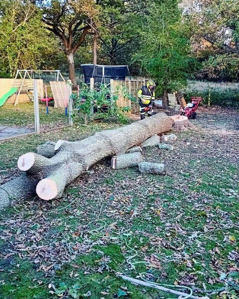 This is a tree laying on the ground of a garden that has just been felled by the operatives from LM Tree Surgery Petersfield