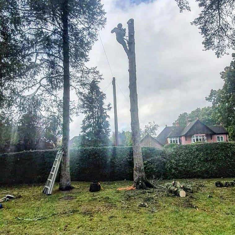 This is a photo of a tree that is being removed, there is just the trunk remaining, and the operative from LM Tree Surgery Petersfield is at the top cutting a section of it off.