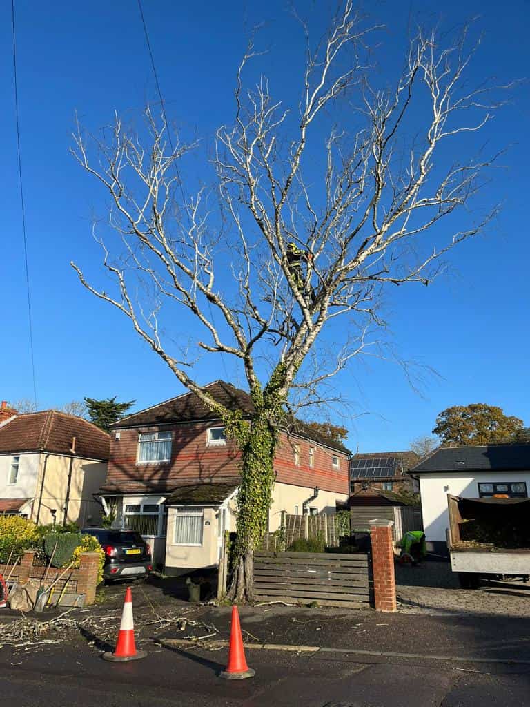 This is a photo of a tree on the pavement that is having limbs removed which are near to power lines. Works undertaken by LM Tree Surgery Petersfield