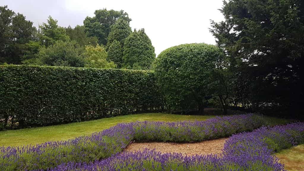 This is a photo of a garden hedge that has just been trimmed by LM Tree Surgery Petersfield